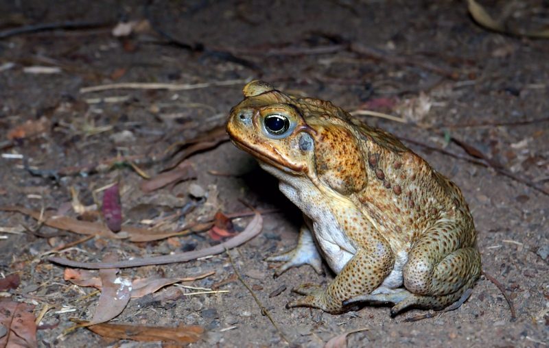 cane toad blog